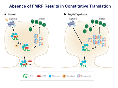 FMRP binds to mRNA in polysomes in synaptic neurons and modulates its translation. Absence of FMRP allows unregulated translation of mRNAs, producing excessive internalization of the AMPA receptor, a signal of a weakened synapse.  