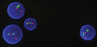 282-Agilent-SureFISH_online