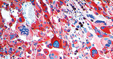 286-biosb_online