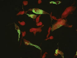 300-ViroStat-3-7-14