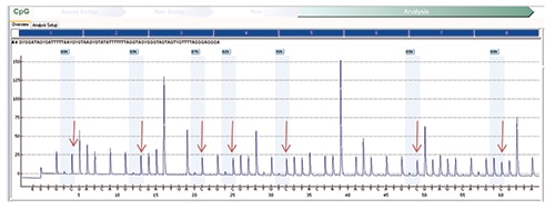 Fig. 4: MLH1 methylation assay on tumor showing an increased percentage of cytosine nucleotides in sequence, a surrogate for methylated nucleotides after bisulfite treatment. (Red arrows indicate an increased percentage of cytosine nucleotides, a marker of methylated nucleotides.)