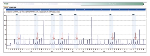 Fig. 5: MLH1 methylation assay on normal (control) tissue shows a similar increase in the percentage of cytosine nucleotides in sequence consistent with the presence of methylated nucleotides on normal tissue.