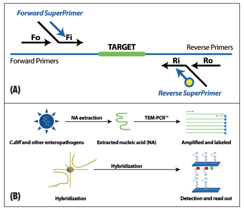 Fig. 1. Schematic of target-enriched multiplex PCR (A) and workflow of sample processing on multiplex gastrointestinal panel (B). 