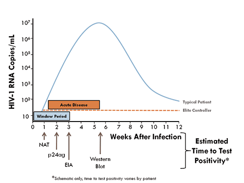 Fig. 1 Schematic of HIV-1 viral load versus HIV-1 assay positivity  For most patients, HIV-1 viral load rises after infection, with a peak of as high as 107 copies/mL at approximately six weeks post-infection (blue line), which often corresponds to seroconversion. About 50 to 70 percent of HIV-1 infected people are symptomatic during this period (orange box denoting acute disease). During the first three to four weeks of infection, the patient has a rising viral load titer but no identifiable antibodies by enzyme immunoassay testing. This is the serologic window period. As demonstrated by the arrows at the bottom of the graph, testing by various assays becomes initially positive at various times during infection. Molecular assays for HIV-1 DNA or RNA (NAT, nucleic acid testing) may become positive as soon as one week after initial infection, allowing testing during the serological window period. p24 antigen testing may be positive in approximately two to three weeks, while third- and fourth-generation antigen/ELISA antibody testing can become positive in three to four weeks. Western blot testing is not positive until five or six weeks after infection. A rare subset of patients (less than one percent), called elite controllers, will develop antibodies to HIV-1 but have extremely low-level or undetectable viral loads (<50 copies/mL, dashed orange line representing typical HIV-1 RNA viral load in these patients). These elite controllers are asymptomatic and have the same viral control as patients receiving antiretroviral therapy. 