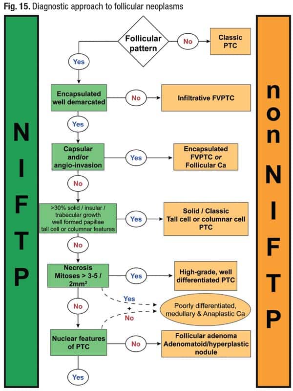 Fig. 15. Diagnostic approach to follicular neoplasms