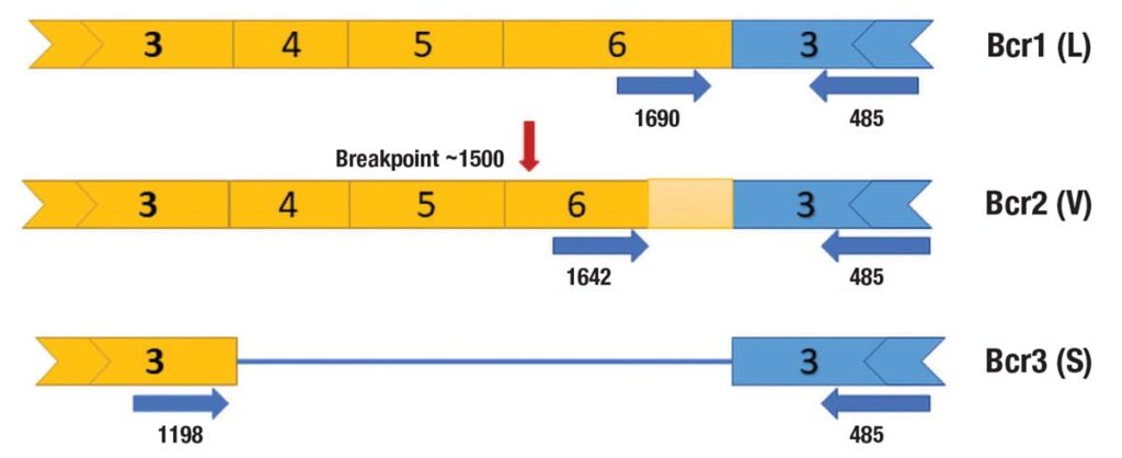 Variant Rara Translocations Identification of rare PML::RARA variant missed by traditional ...