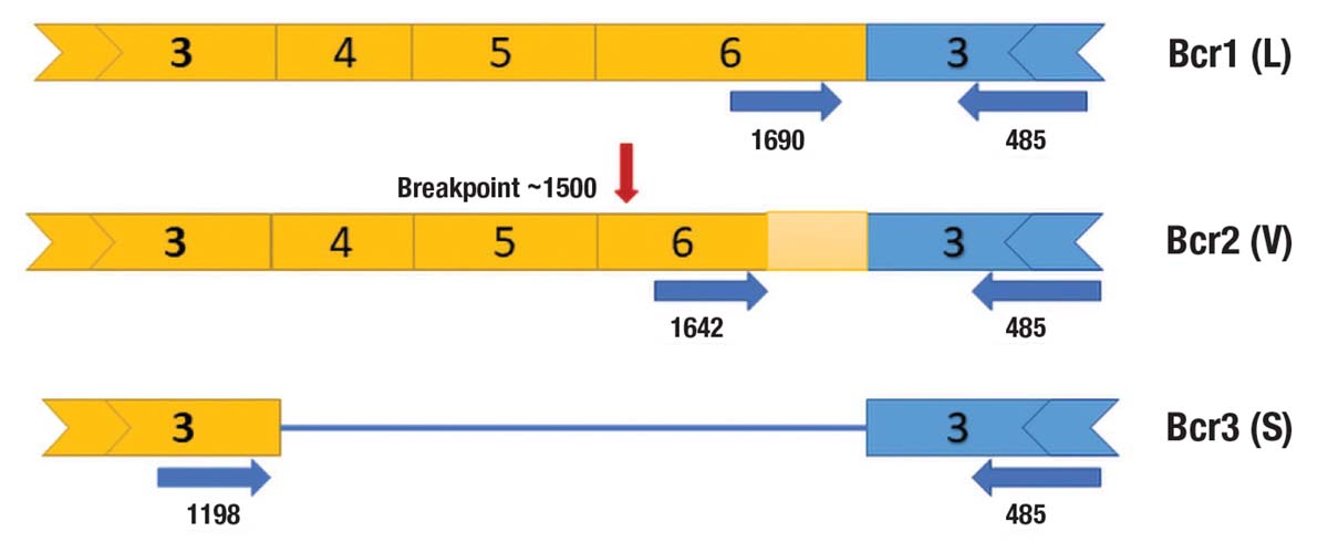 Fig. 1. Schematic of PML::RARA transcript isoforms.