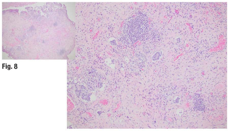 Fig. 8